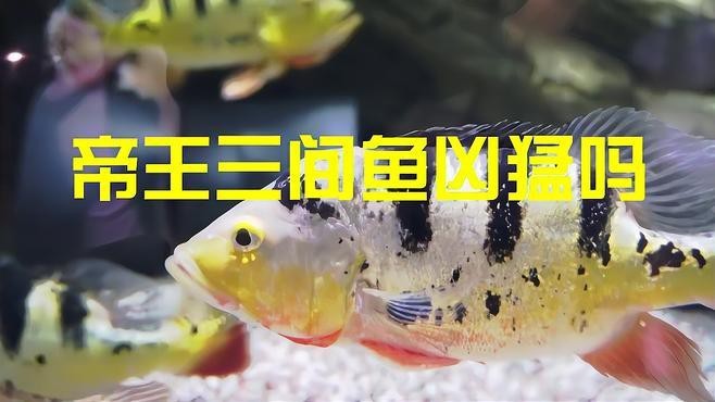 帝王三間和fogo區(qū)別