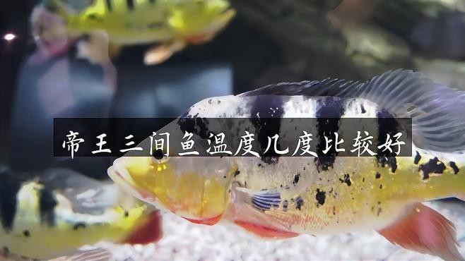 帝王三間和fogo區(qū)別