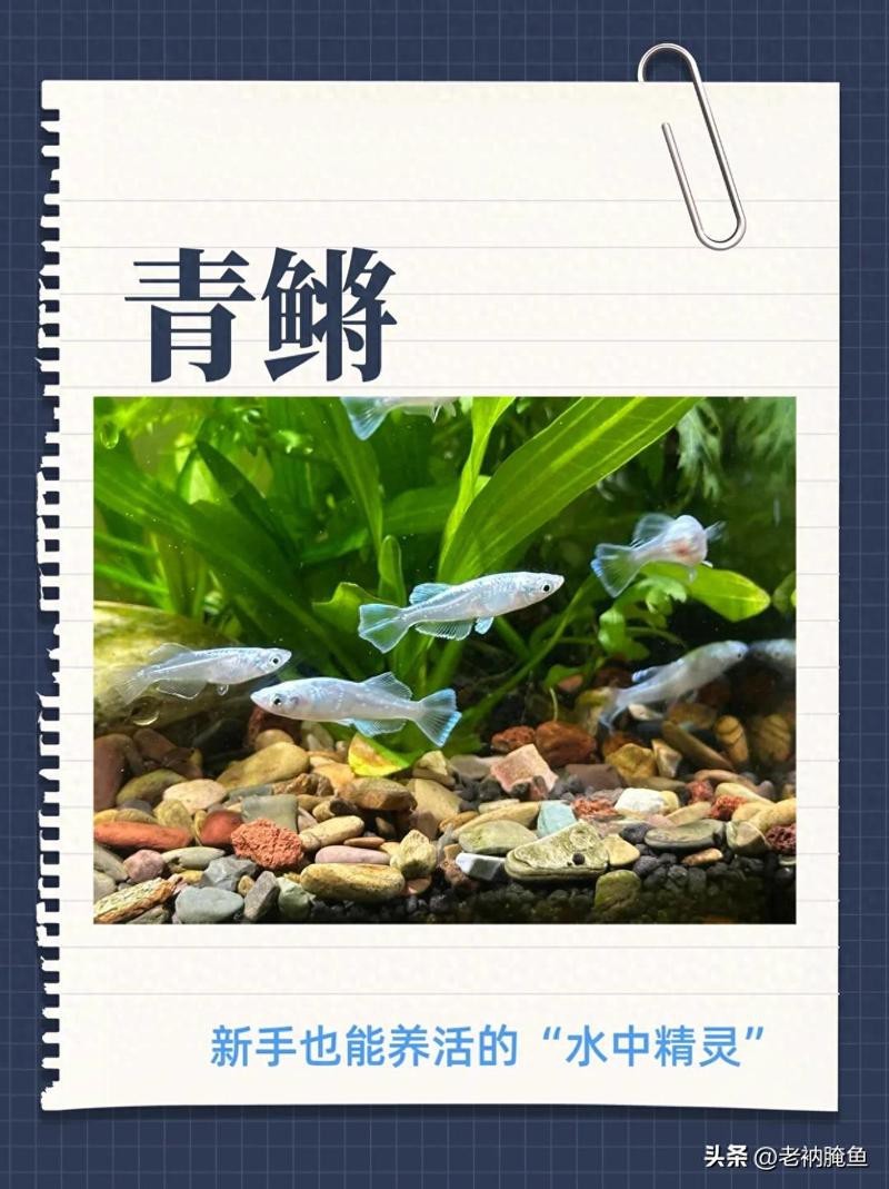青鳉魚最忌三種水草 青鳉魚最忌三種水草 龍魚論壇 第2張