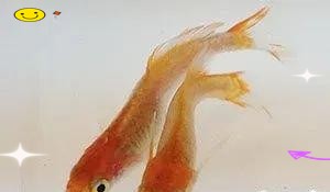 青鳉魚最忌三種水草 青鳉魚最忌三種水草 龍魚論壇 第4張