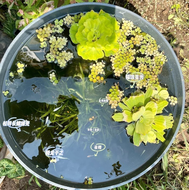 青鳉魚最忌三種水草 青鳉魚最忌三種水草 龍魚論壇 第3張