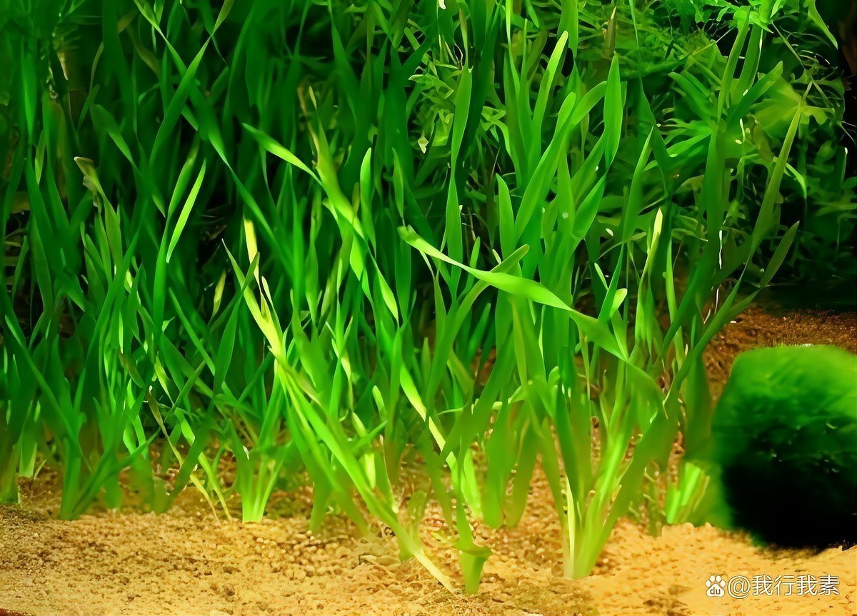 青鳉魚最忌三種水草 青鳉魚最忌三種水草 龍魚論壇 第1張