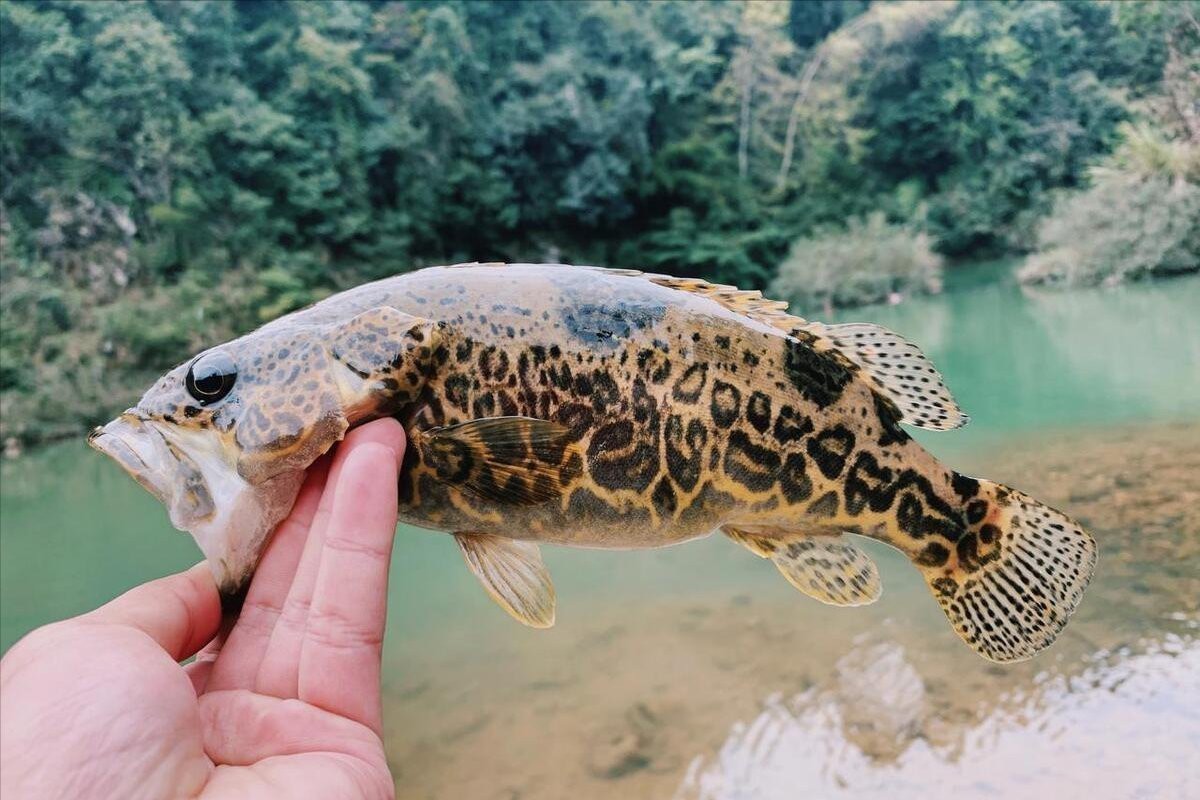 十大最好吃的淡水魚 十大最好吃的淡水魚 龍魚論壇 第1張