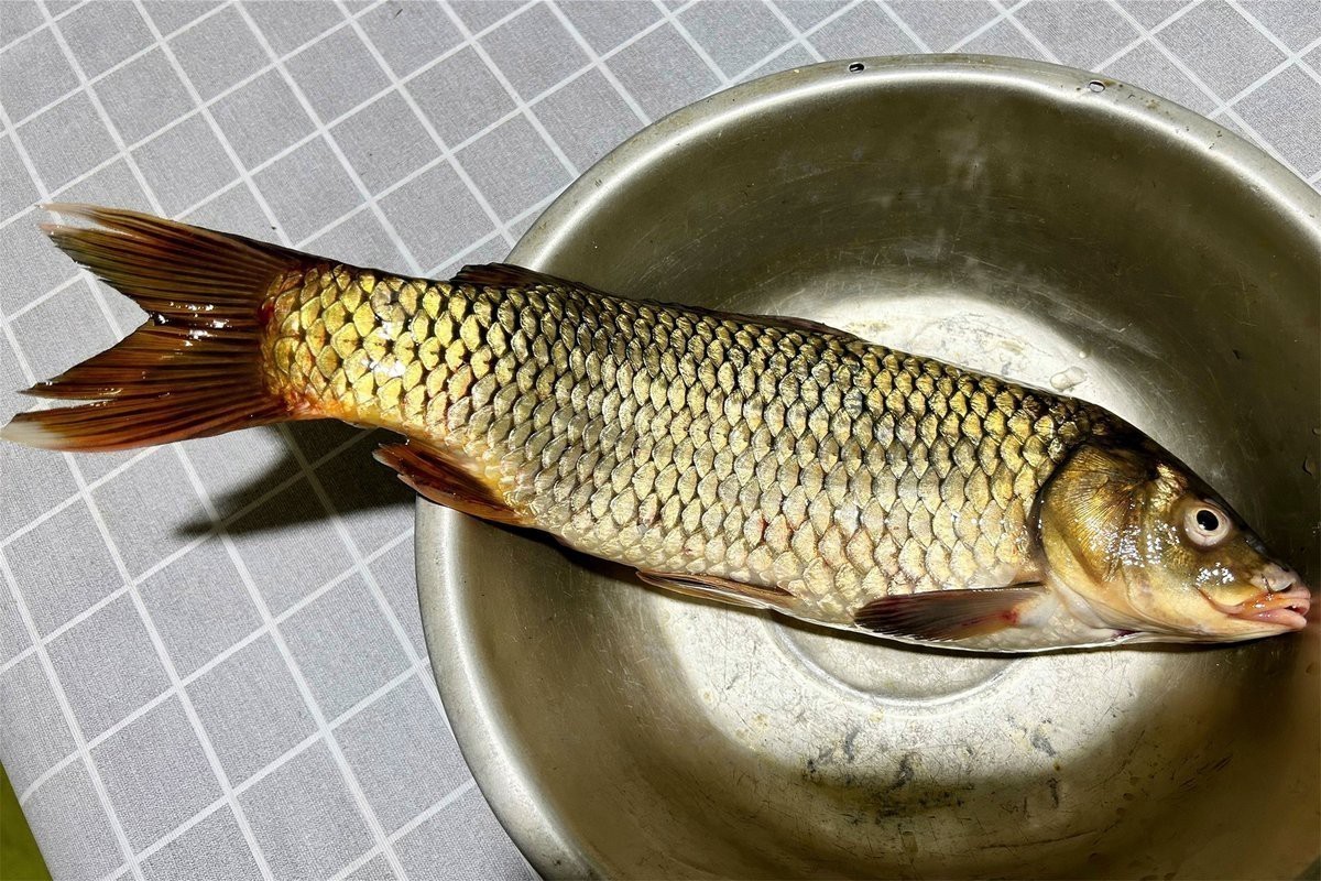 十大最好吃的淡水魚 十大最好吃的淡水魚 龍魚論壇 第7張