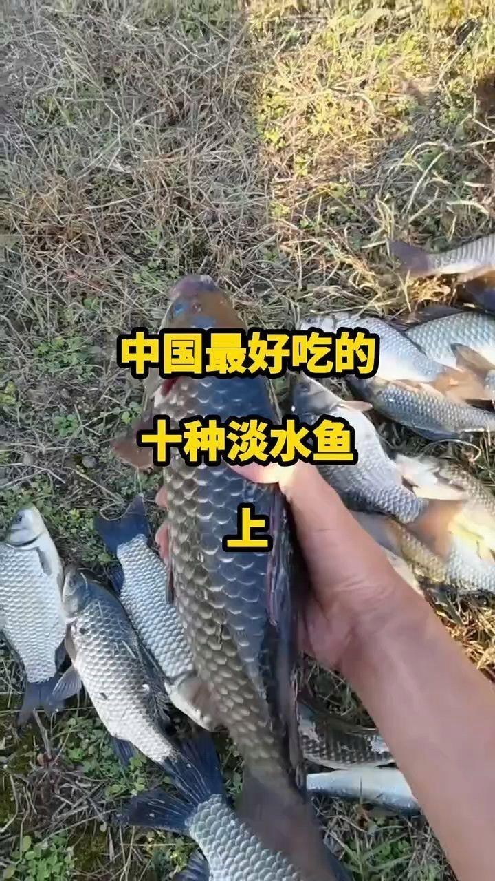 十大最好吃的淡水魚 十大最好吃的淡水魚 龍魚論壇 第8張