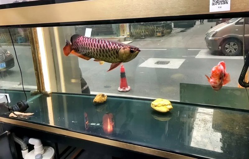 24K金龍魚褪色后影響價值嗎？