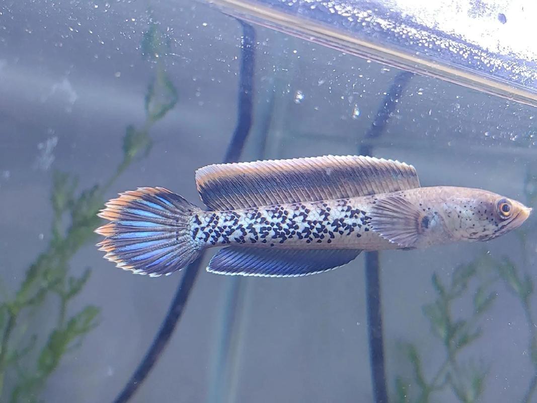 野生雷龍魚圖片 野生雷龍魚圖片 龍魚論壇 第20張