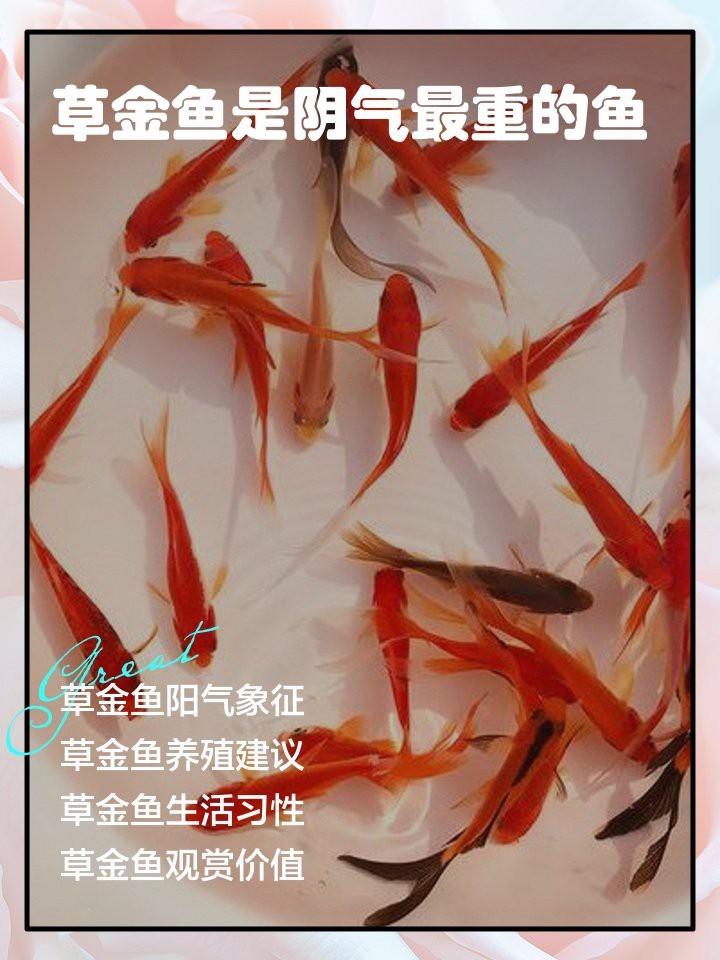 草金魚(yú)風(fēng)水寓意好不好