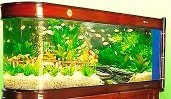 屬龍魚缸擺放最佳位置