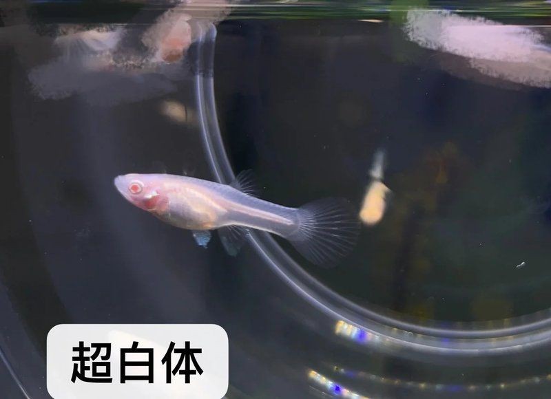 紅眼白子
