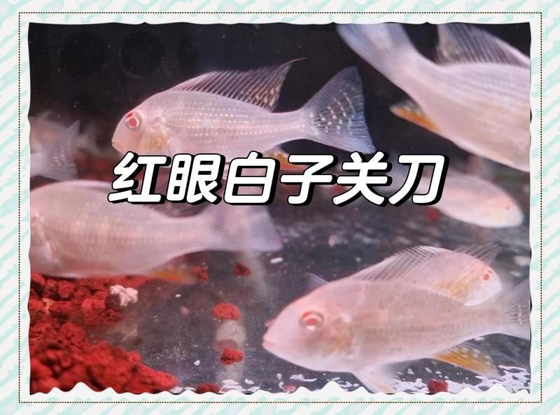 紅眼白子