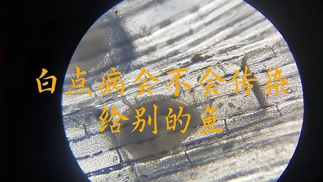 六角龍魚白點病會傳染嗎？