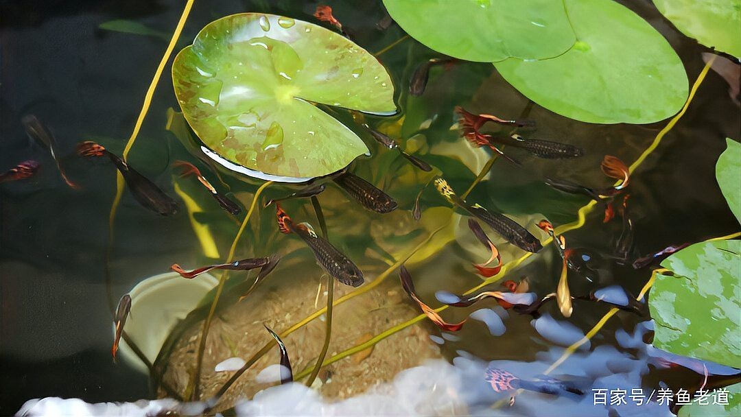 孔雀魚(yú)為啥叫死亡之魚(yú) 孔雀魚(yú)為啥叫死亡之魚(yú) 龍魚(yú)論壇 第4張