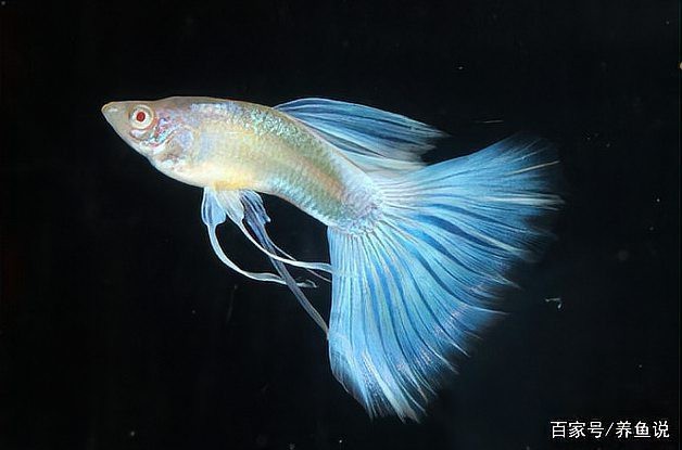孔雀魚(yú)為啥叫死亡之魚(yú) 孔雀魚(yú)為啥叫死亡之魚(yú) 龍魚(yú)論壇 第10張