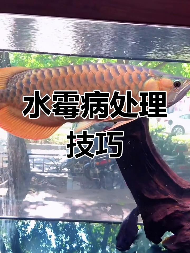 龍魚水霉病最佳治療溫度是多少