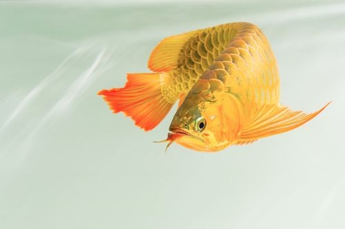 推薦一些適合龍魚的背景圖