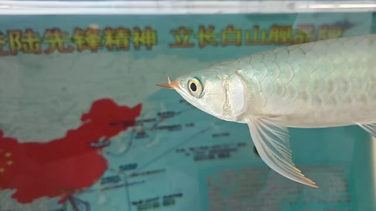 嘴唇有點長