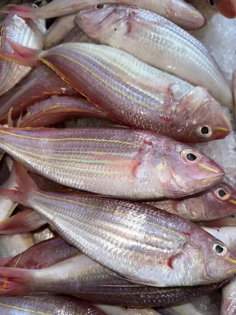 紅三線魚圖片