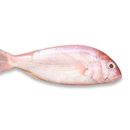 紅三線魚圖片
