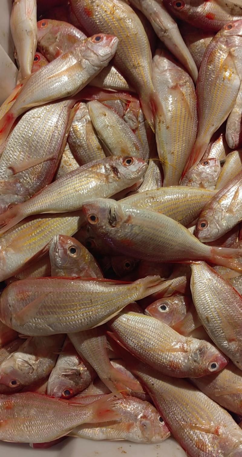 紅三線魚(yú)圖片