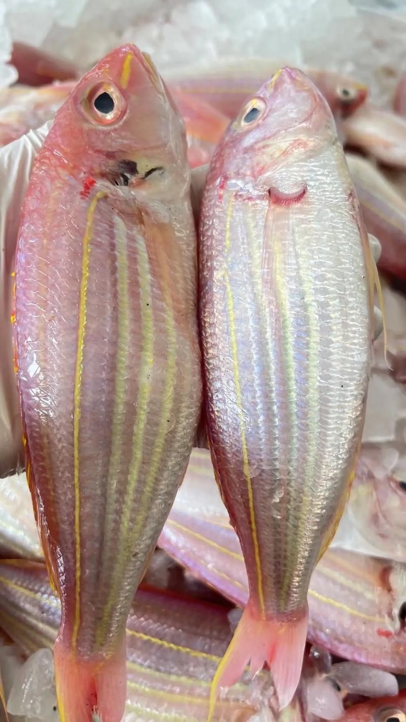 紅三線魚圖片