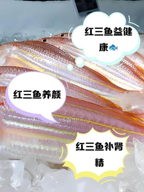 紅三線魚圖片