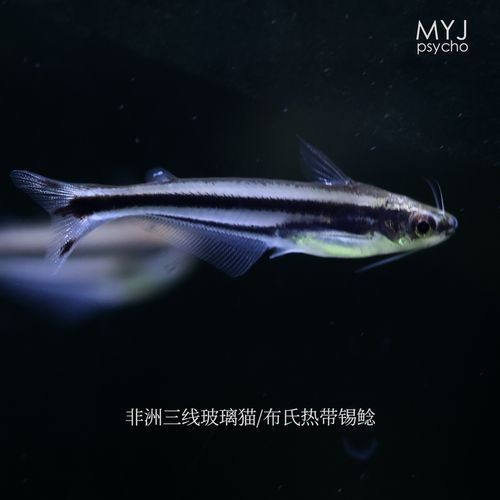 紅三線魚圖片