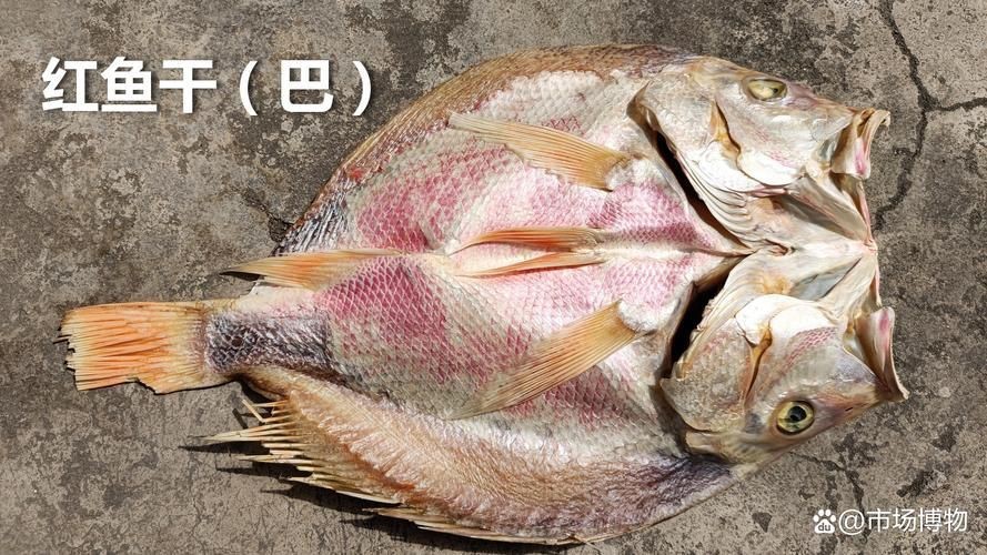 紅三線魚圖片