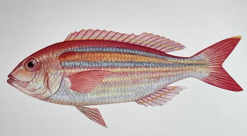 紅三線魚圖片