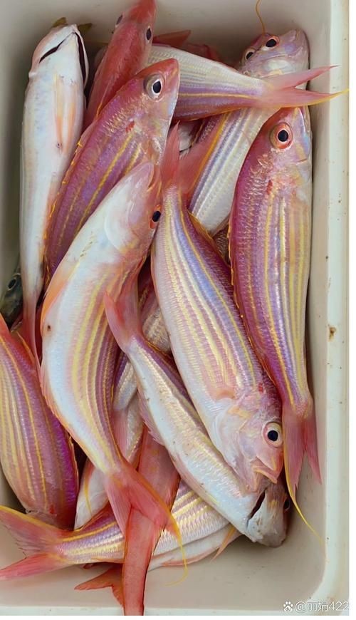 紅三線魚圖片