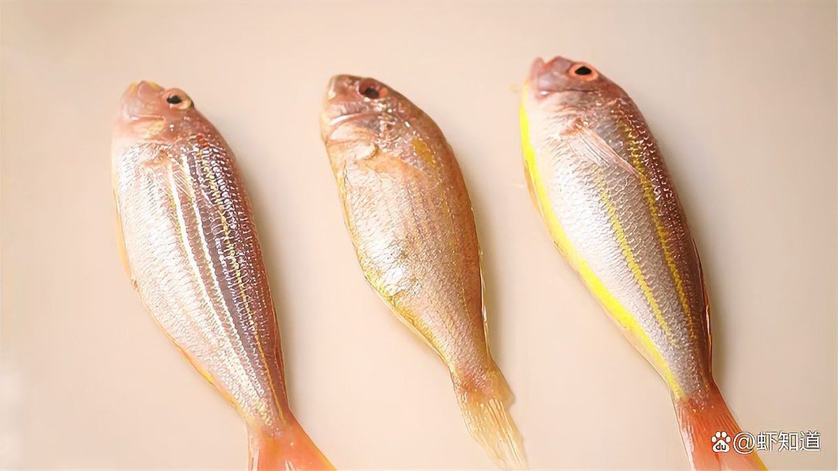 紅三線魚圖片