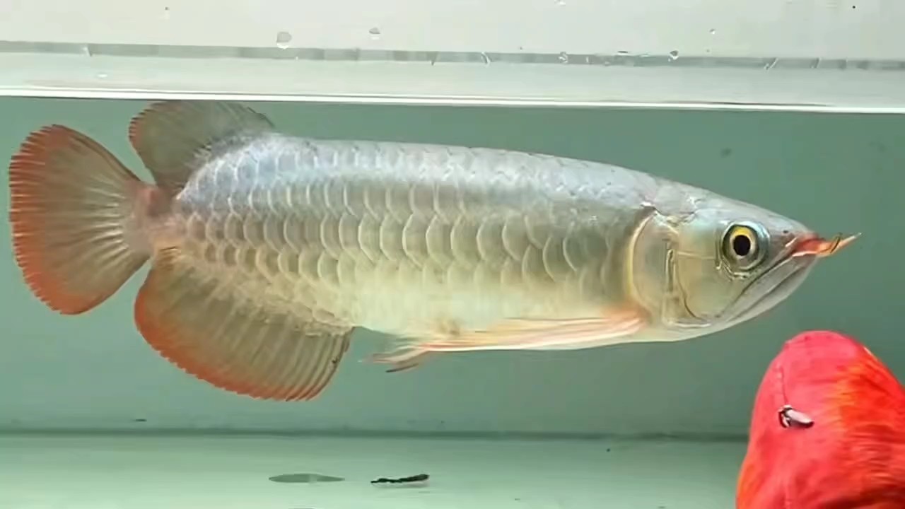 魚商展示的樣子