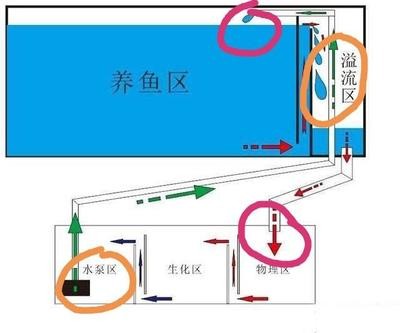 龍魚真菌病會復發嗎，龍魚真菌病復發后如何快速恢復龍魚真菌病復發