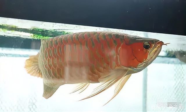 如何拍攝龍魚攝影作品？ 如何拍攝龍魚攝影作品？ 龍魚百科 第2張