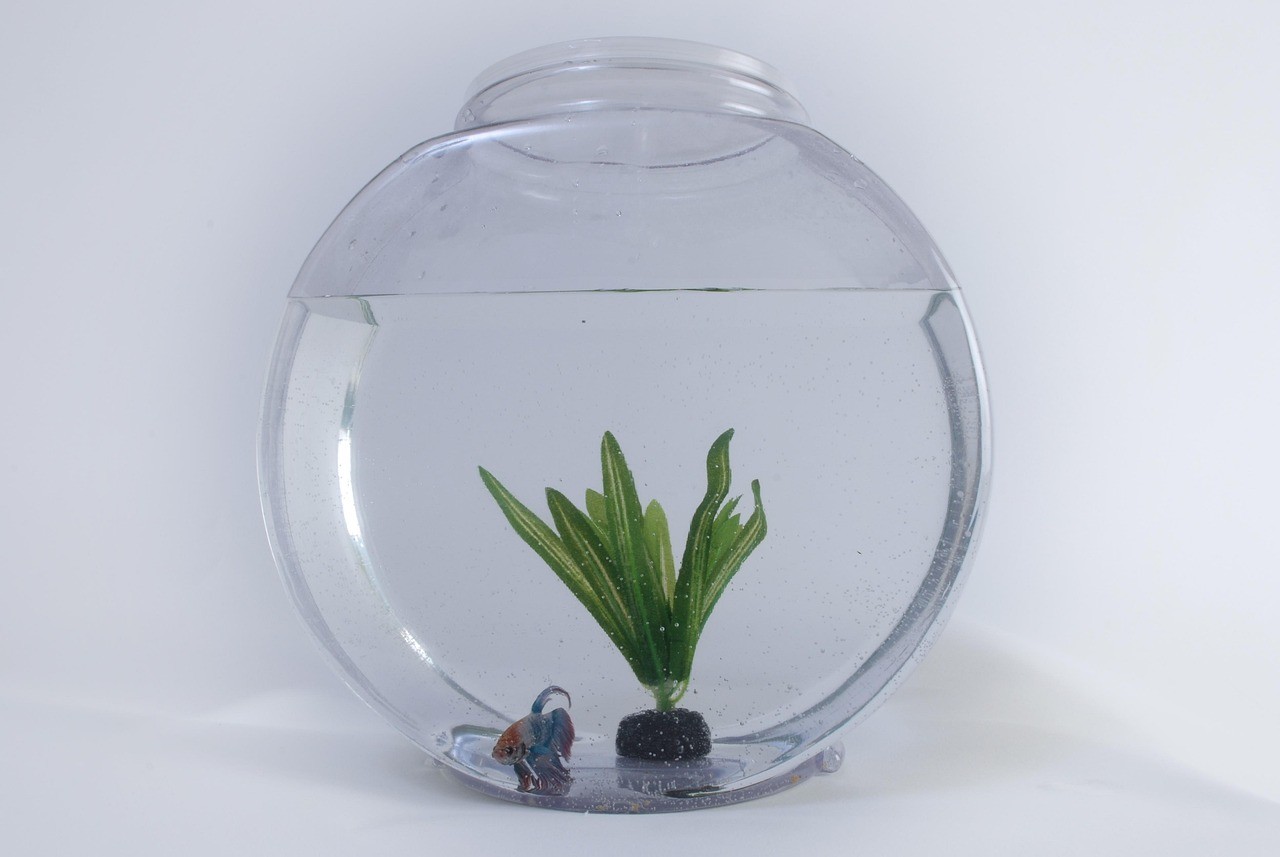 龍魚真菌病會復發嗎，龍魚真菌病復發后如何快速恢復龍魚真菌病復發