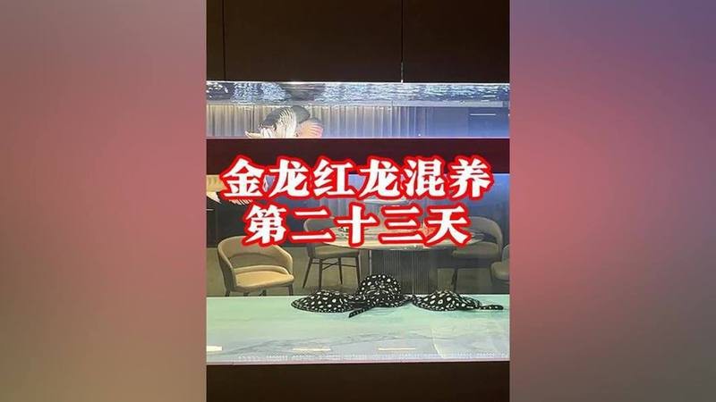 金龍和紅龍混養需要哪些特殊設備？