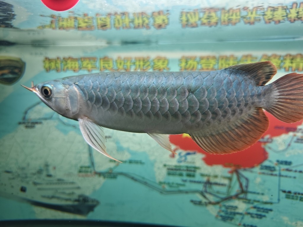 29公分小辣椒紅龍 29公分小辣椒紅龍 龍魚論壇 第2張