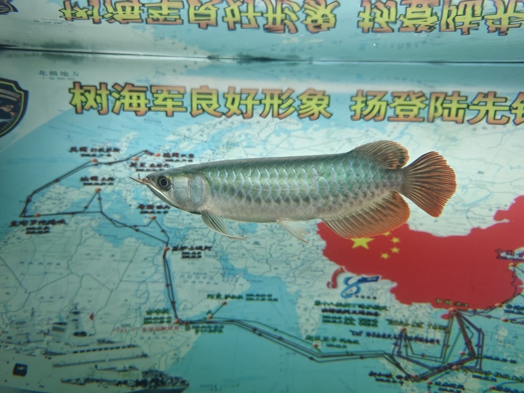 29公分小辣椒紅龍 29公分小辣椒紅龍 龍魚論壇 第3張