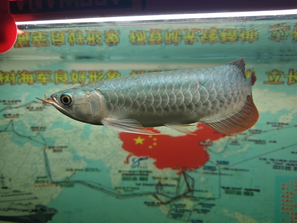29公分小辣椒紅龍 29公分小辣椒紅龍 龍魚論壇 第4張