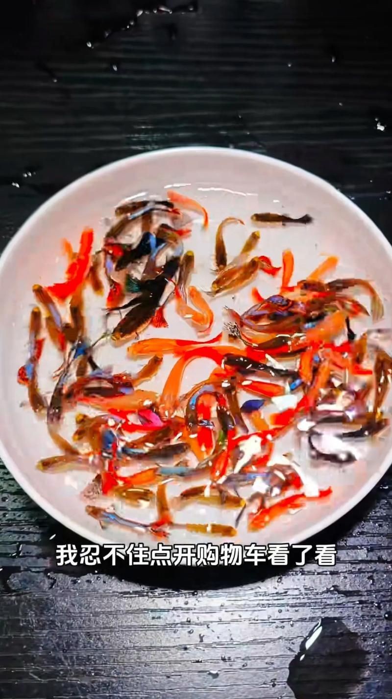 紅頭運(yùn)魚圖片 紅頭運(yùn)魚圖片 龍魚論壇 第1張