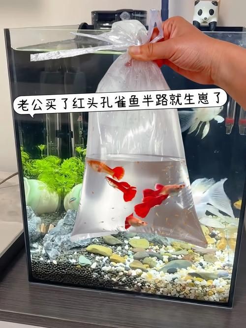 紅頭運(yùn)魚圖片 紅頭運(yùn)魚圖片 龍魚論壇 第3張