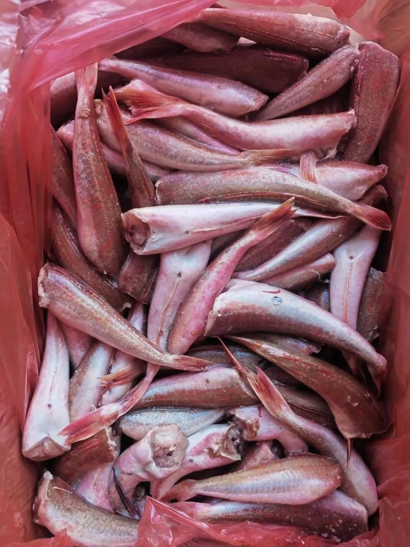 紅頭運(yùn)魚圖片 紅頭運(yùn)魚圖片 龍魚論壇 第4張