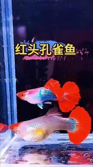 紅頭運(yùn)魚圖片 紅頭運(yùn)魚圖片 龍魚論壇 第2張