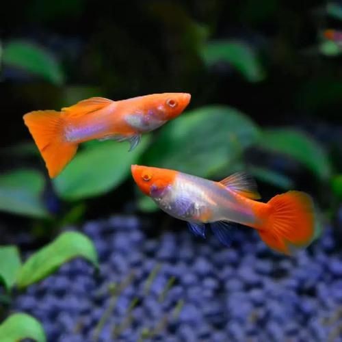 紅頭運(yùn)魚圖片 紅頭運(yùn)魚圖片 龍魚論壇 第6張