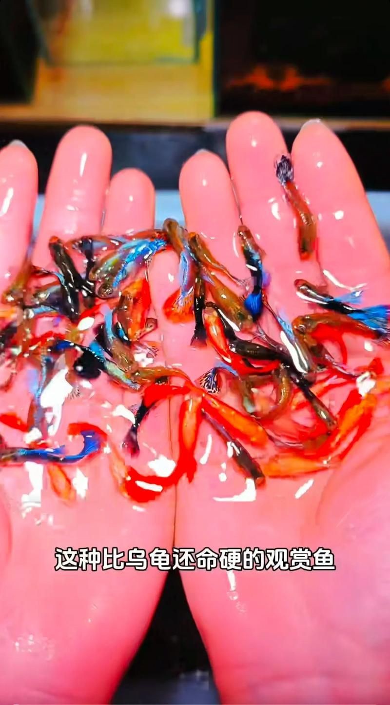 紅頭運(yùn)魚圖片 紅頭運(yùn)魚圖片 龍魚論壇 第5張