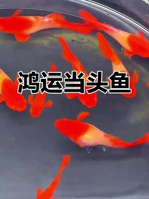 紅頭運(yùn)魚圖片 紅頭運(yùn)魚圖片 龍魚論壇 第7張