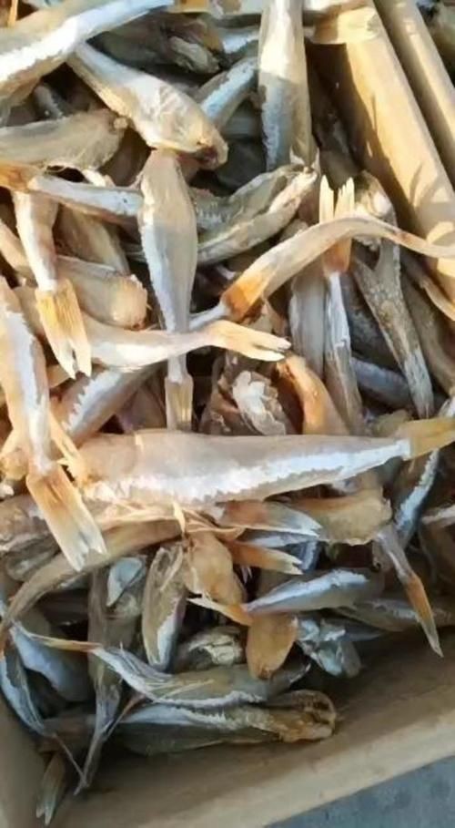 紅頭運(yùn)魚圖片 紅頭運(yùn)魚圖片 龍魚論壇 第9張