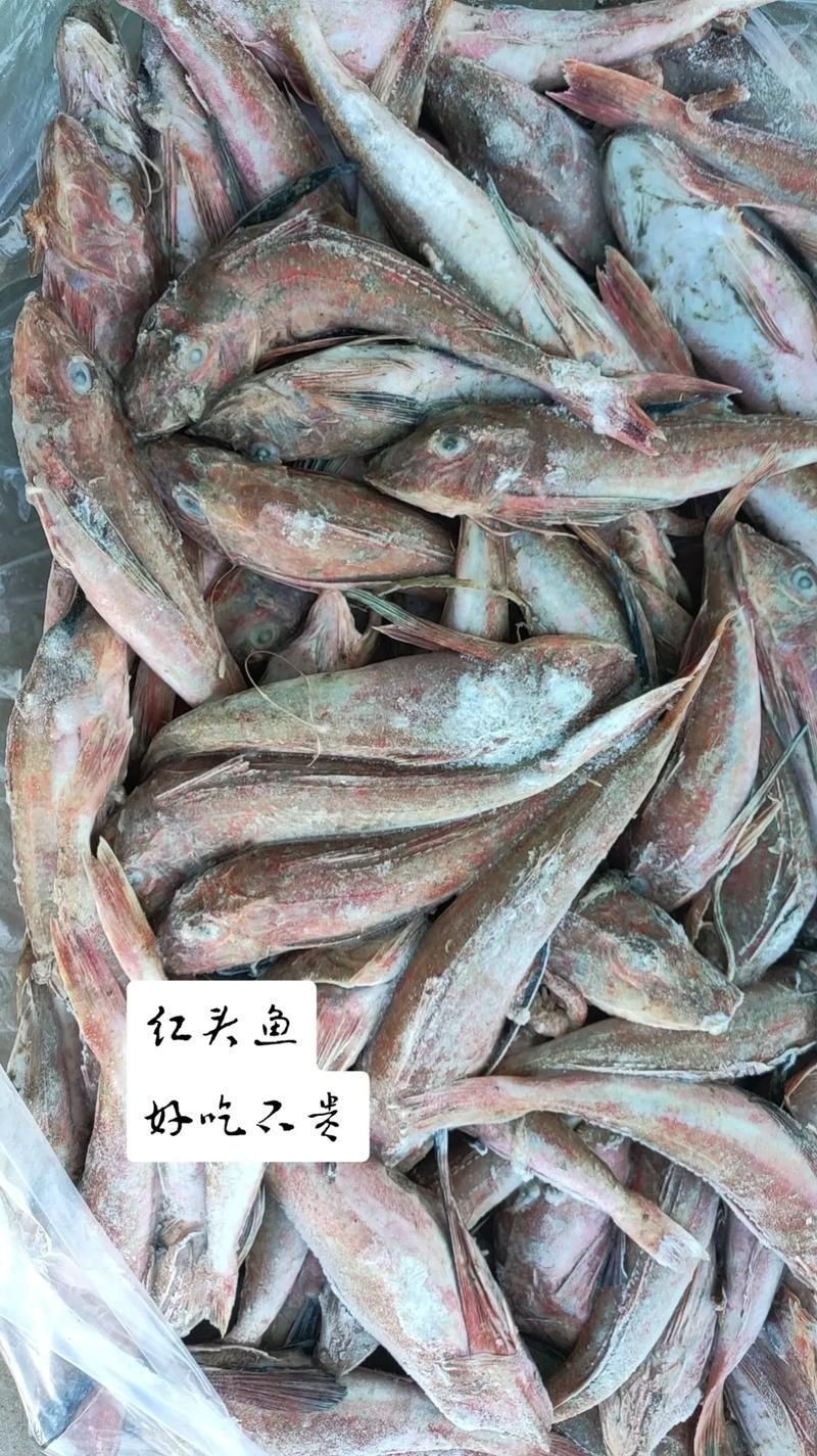 紅頭運(yùn)魚圖片 紅頭運(yùn)魚圖片 龍魚論壇 第12張