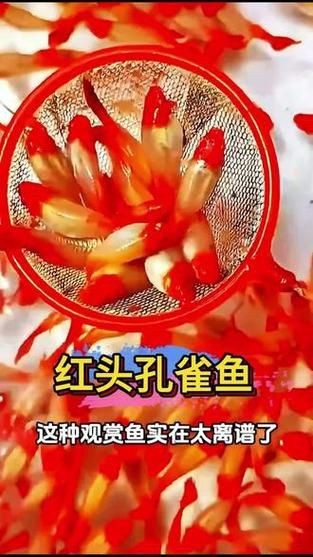 紅頭運(yùn)魚圖片 紅頭運(yùn)魚圖片 龍魚論壇 第10張