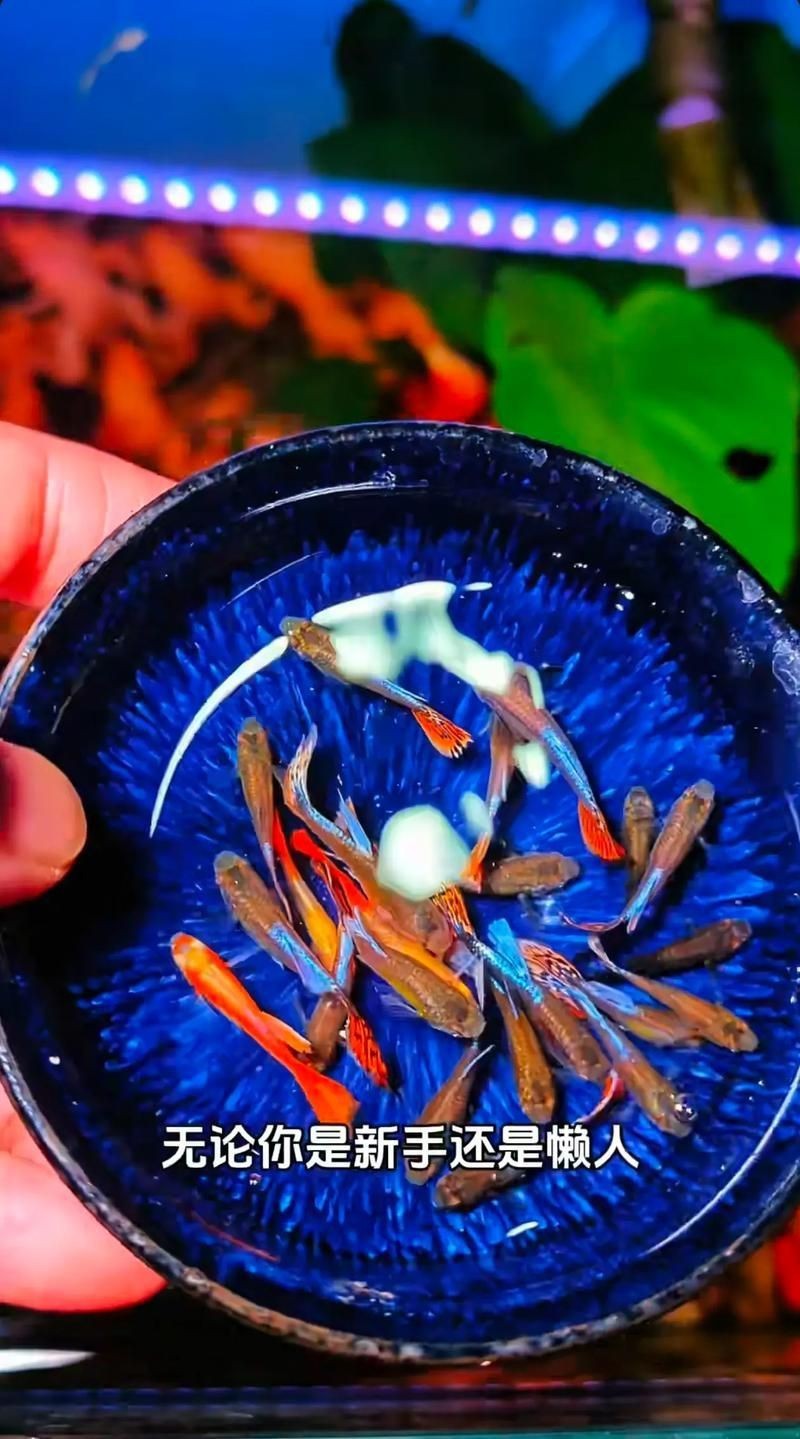 紅頭運(yùn)魚圖片 紅頭運(yùn)魚圖片 龍魚論壇 第8張